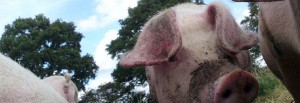 Fresh farm reared meat in East Sussex