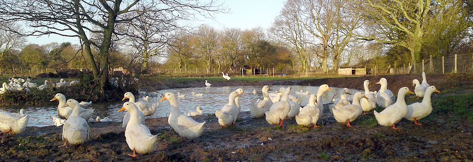 Fresh poultry & ducks in East Sussex