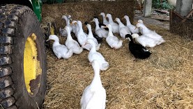 Farm Yard Ducks
